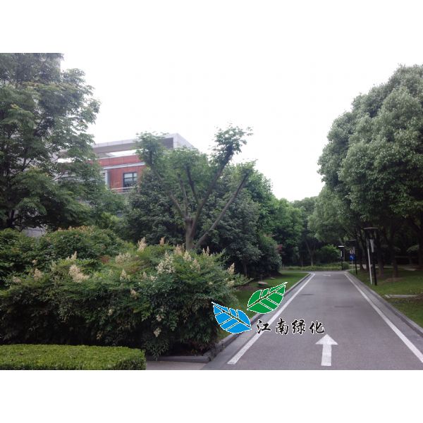 景觀綠地養(yǎng)護 景觀綠地養(yǎng)護